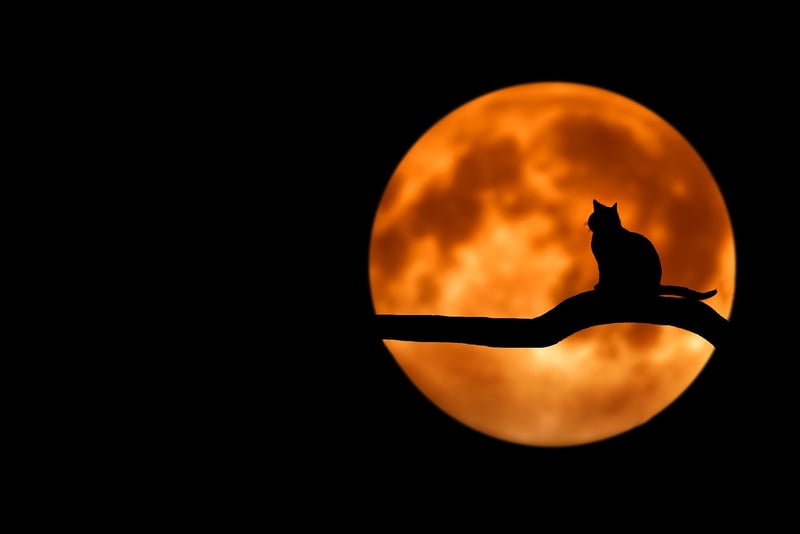 Moonlit Romance